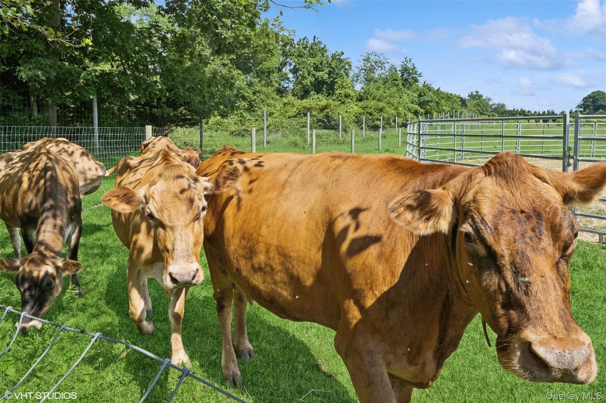 #19 photo, 5195 Old North Road, 东长岛 Southold , NY 11971