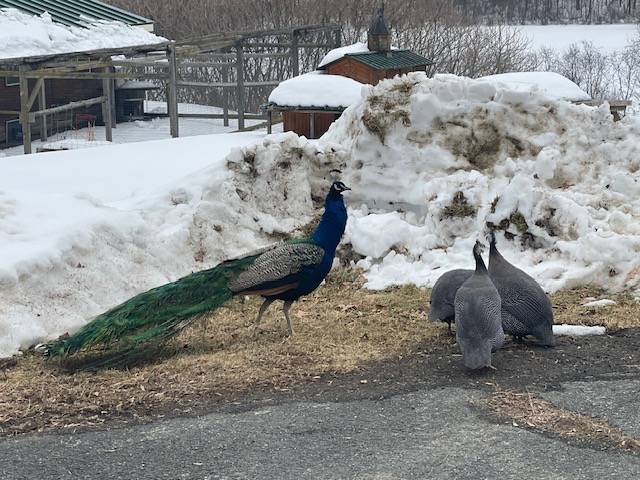 #24 photo, 62 Tybush Lane, Brunswick , NY 12180