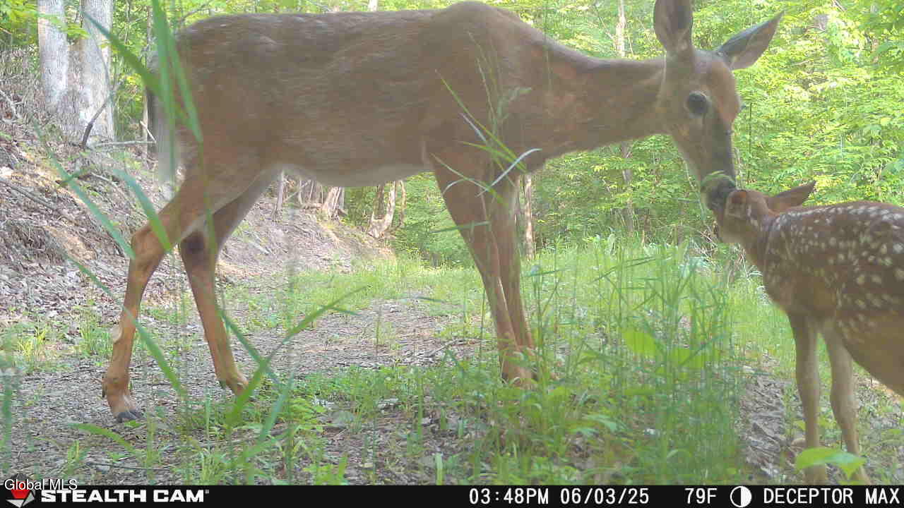 #25 photo, 1740 Huntersland Road, Middleburgh , NY 12122