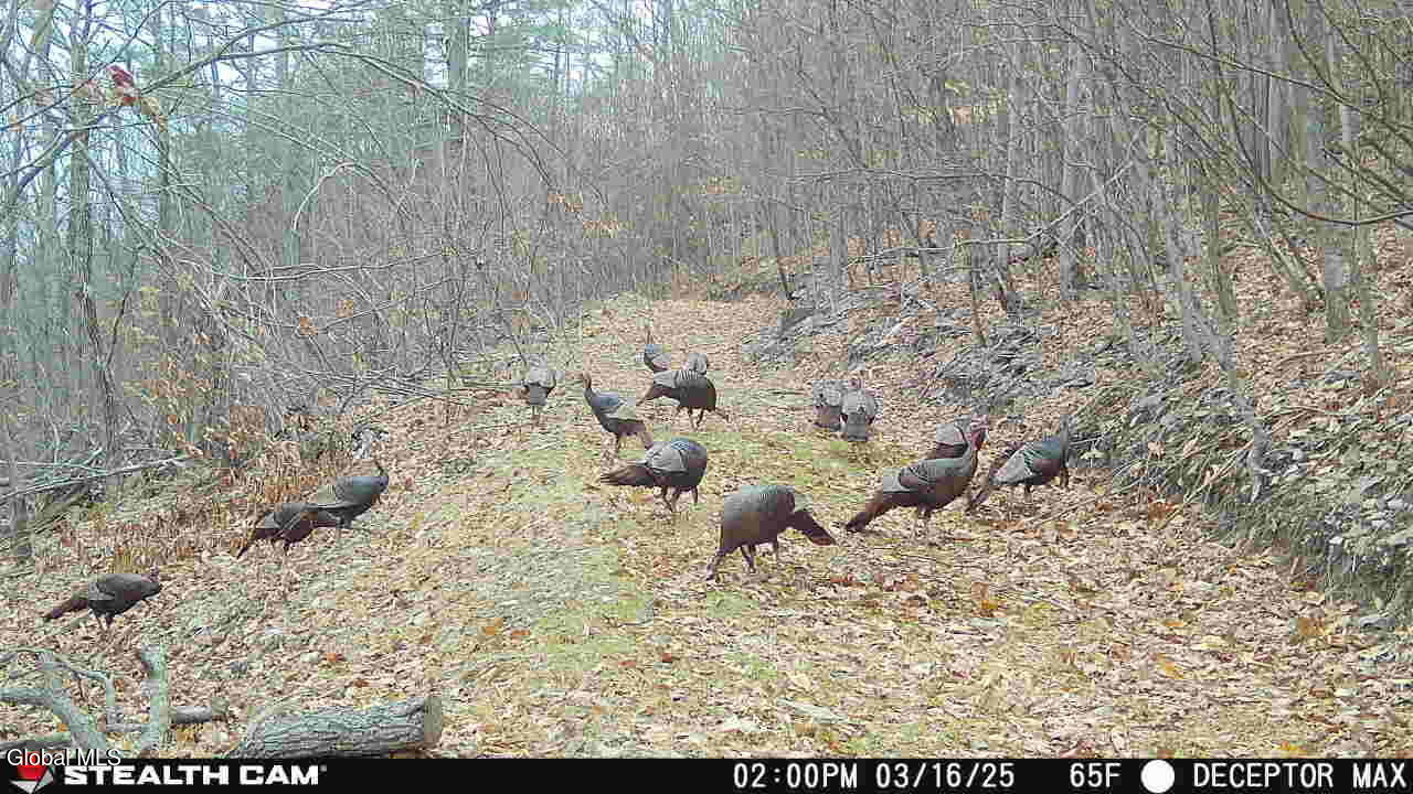 #29 photo, 1740 Huntersland Road, Middleburgh , NY 12122