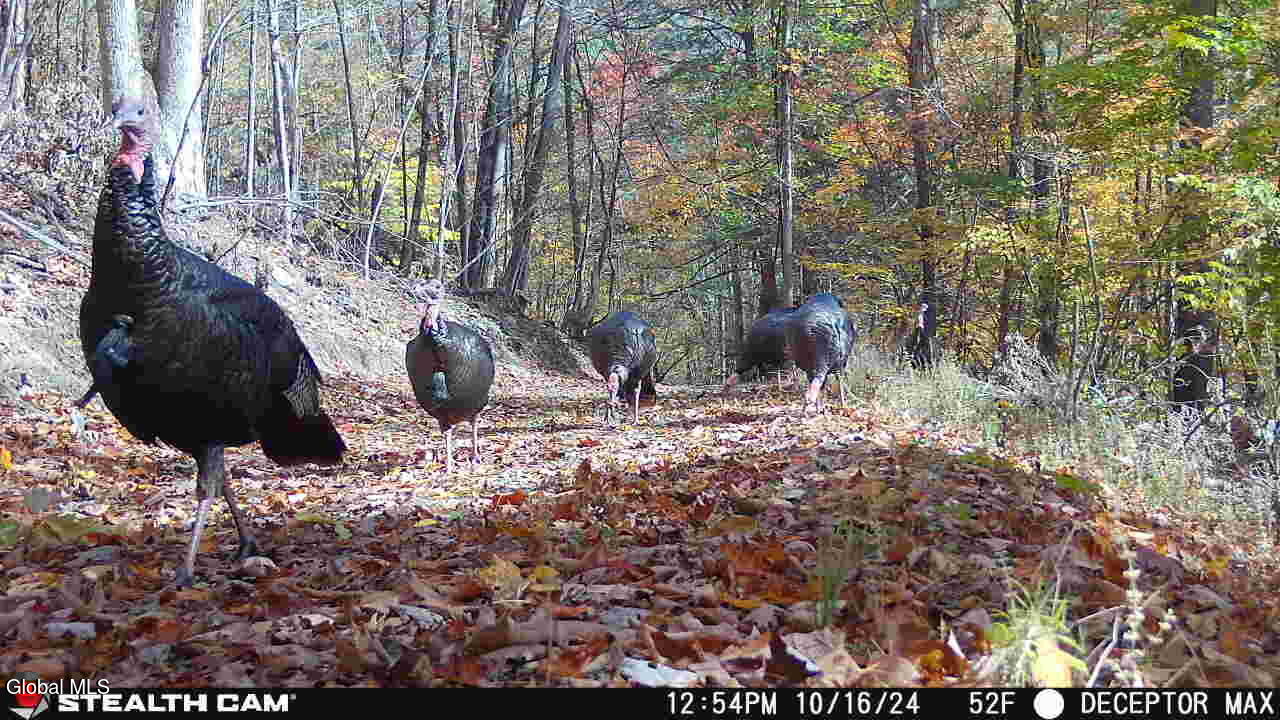 #30 photo, 1740 Huntersland Road, Middleburgh , NY 12122