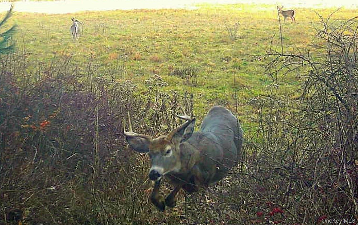 #7 photo, 342 Bernas Road, Cochecton , NY 12726