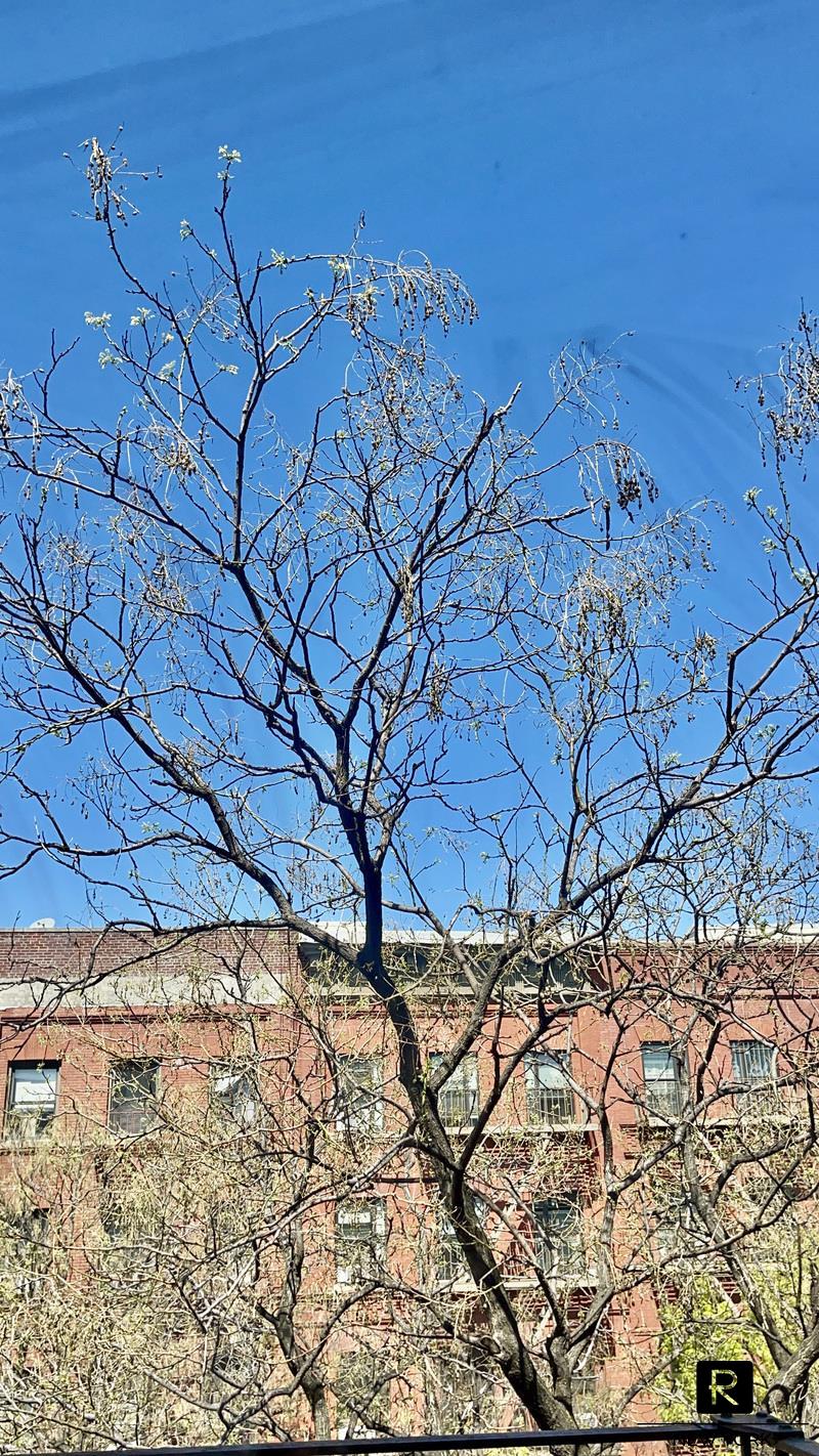 #11 photo, New York City, West Harlem , NY 10030