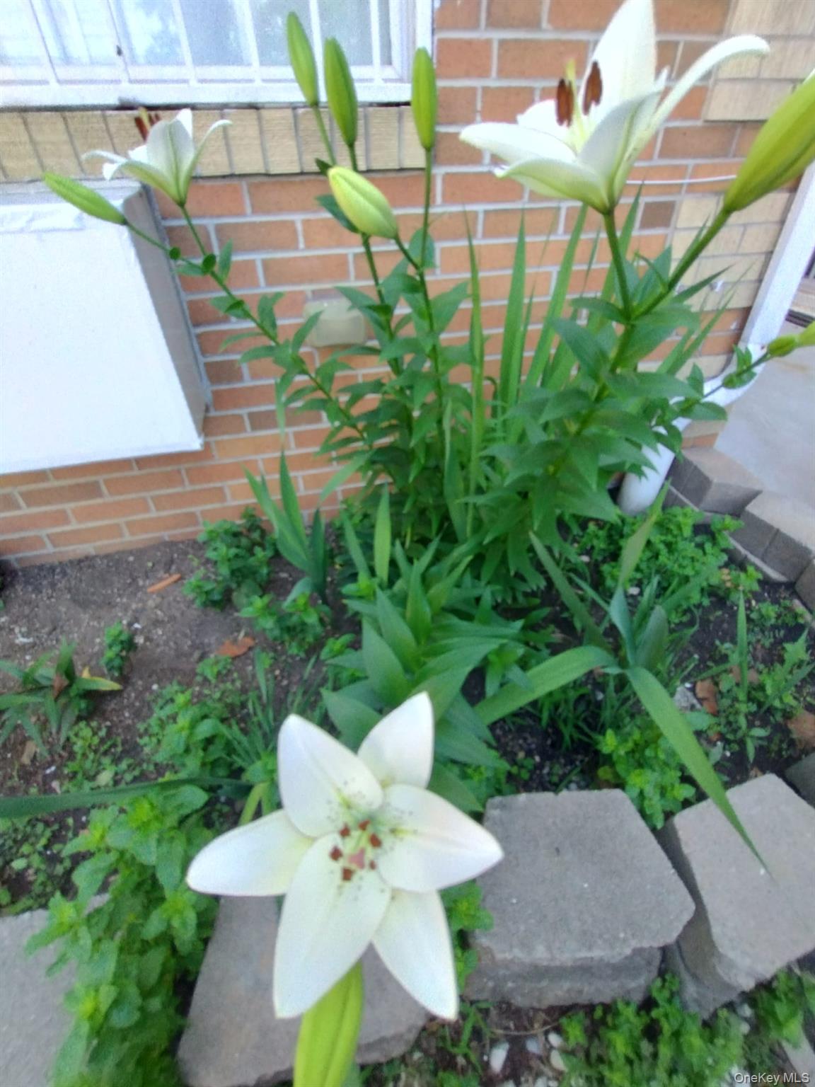 #10 photo, 933 Tilden Street, Bronx , NY 10469