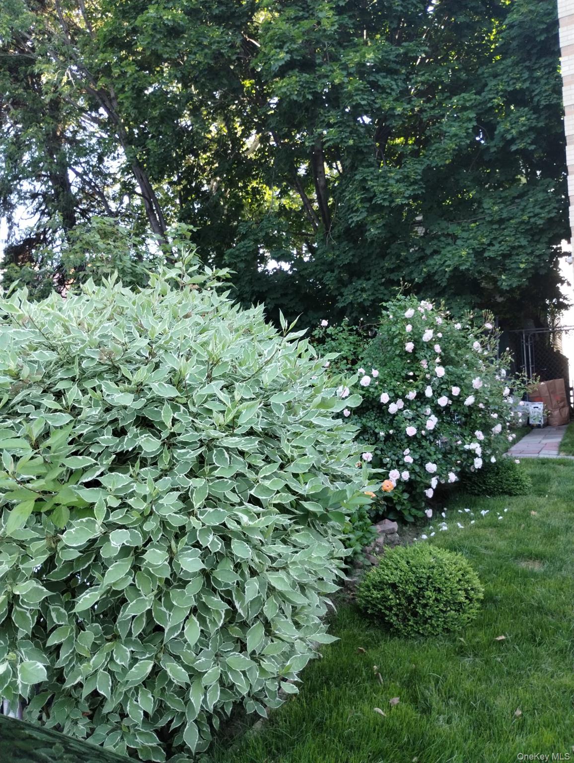 #9 photo, 933 Tilden Street, Bronx , NY 10469