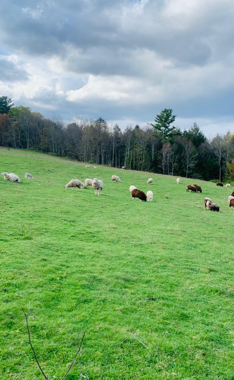 #10 photo, 3 Burr Road, Cochecton , NY 12726