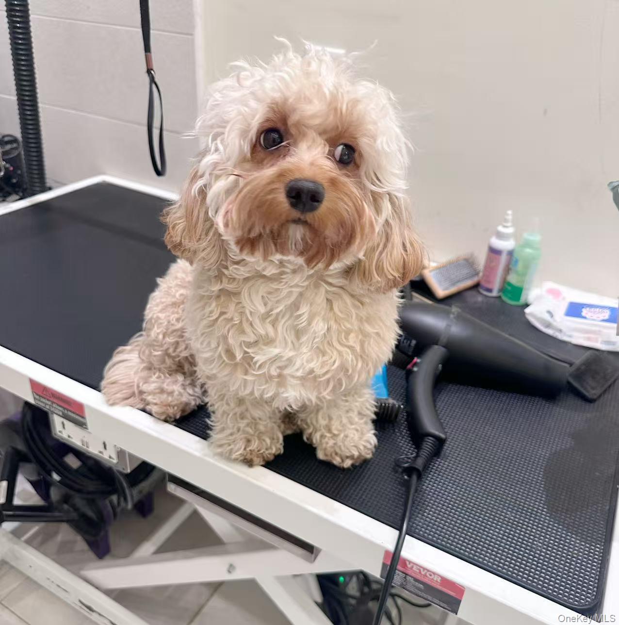 #2 photo, 15 Cutter Mill Road, Great Neck , NY 11021