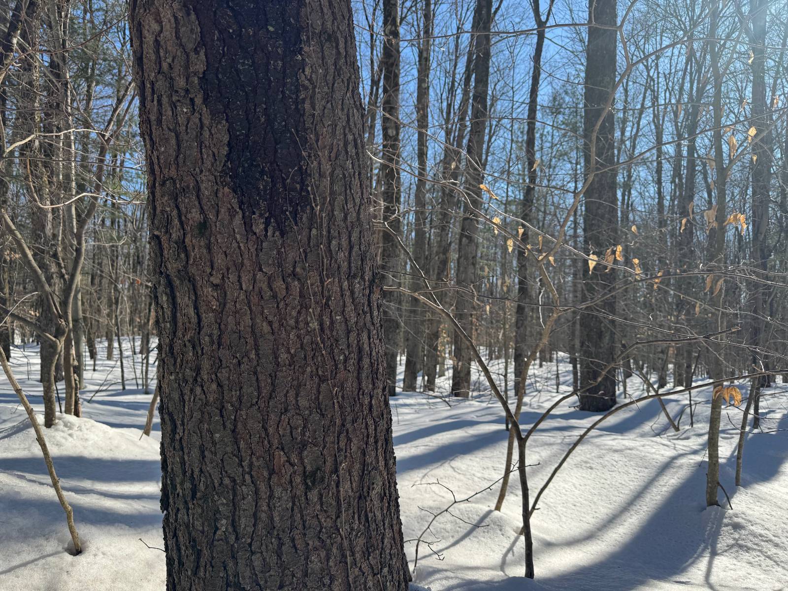 #18 photo, 00 Florence Hill Rd, Florence , NY 13316