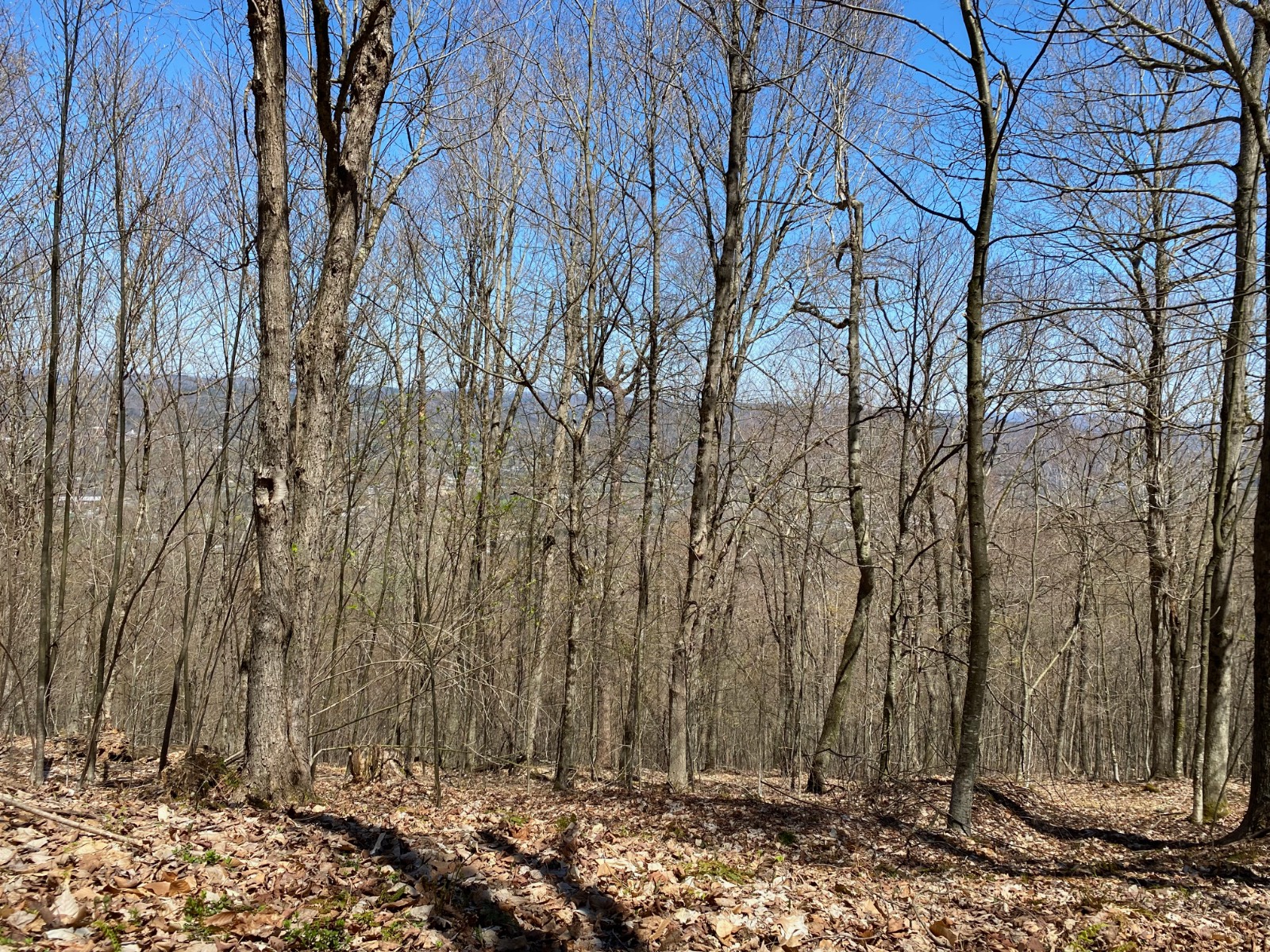 #25 photo, 532 NYS Route 28, 纽约州 Oneonta , NY 13820