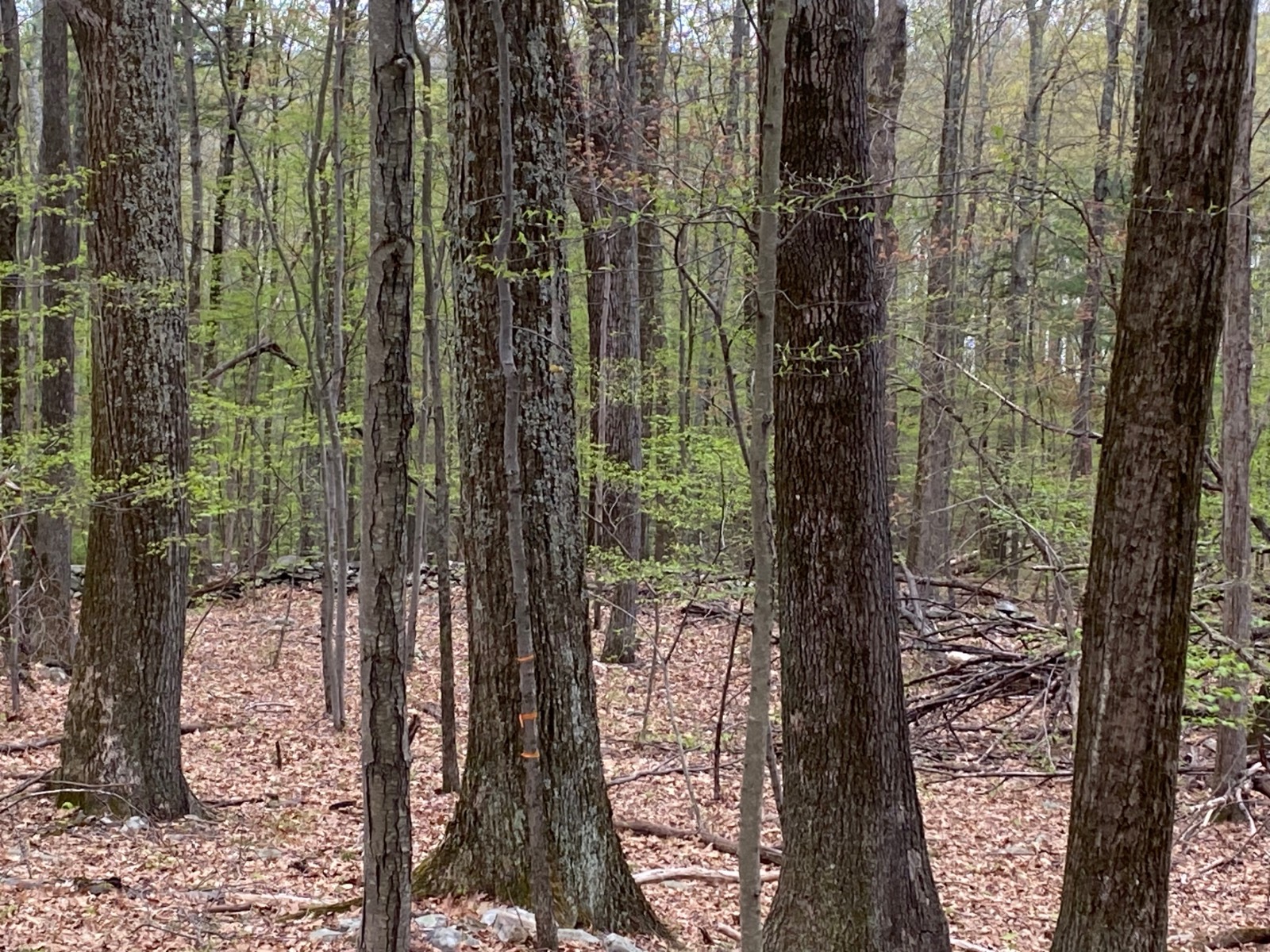 #26 photo, 532 NYS Route 28, 纽约州 Oneonta , NY 13820