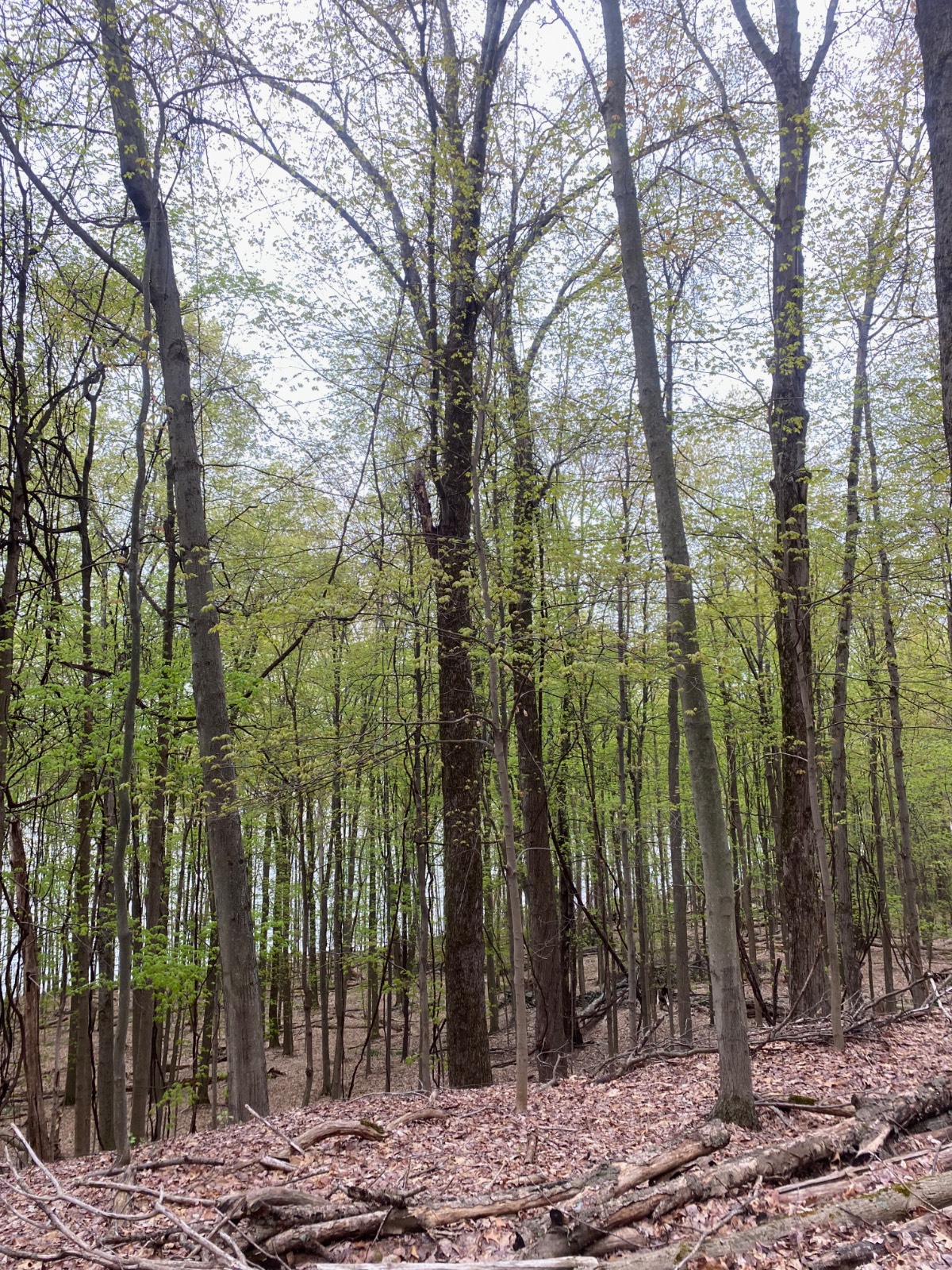 #28 photo, 532 NYS Route 28, 纽约州 Oneonta , NY 13820