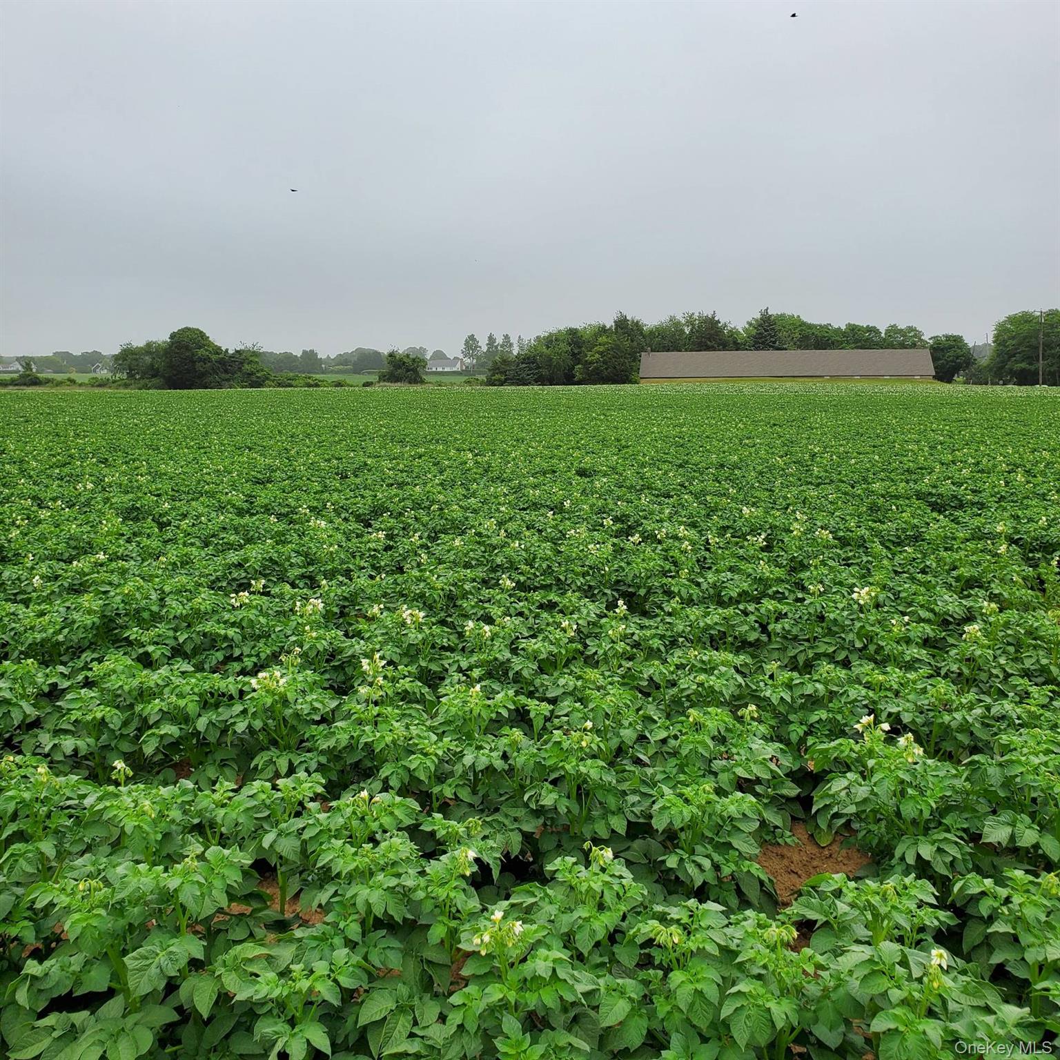 #8 photo, 794 Head Of Pond (Lot #5) Road, Саффолк ‖ Water Mill , NY 11976