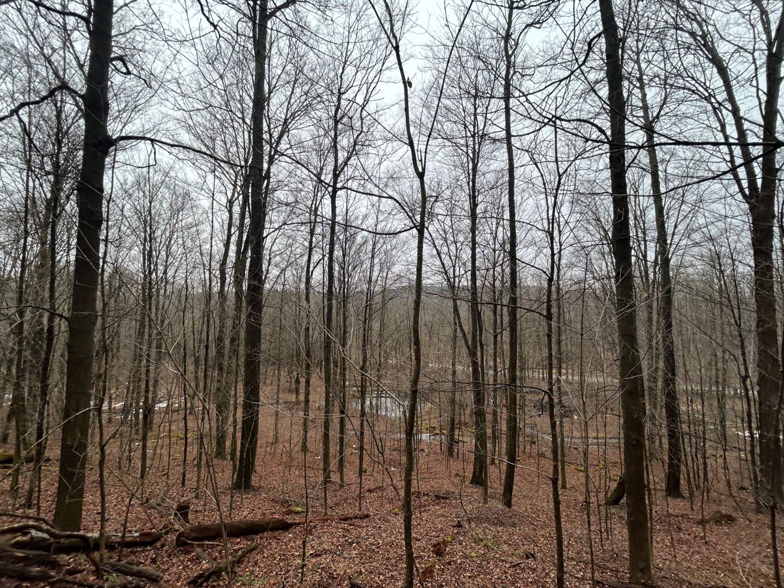 #1 photo, L212 Kelly Hill Rd, Pine City , NY 14871