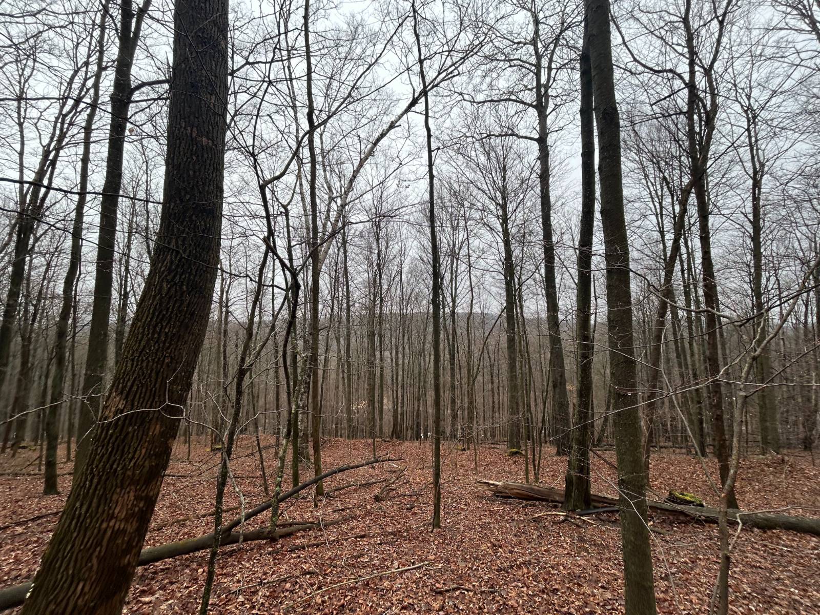 #15 photo, L212 Kelly Hill Rd, Pine City , NY 14871