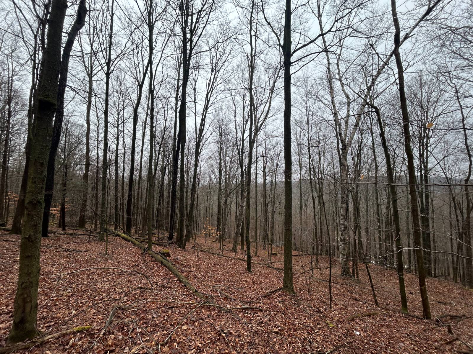 #16 photo, L212 Kelly Hill Rd, Pine City , NY 14871