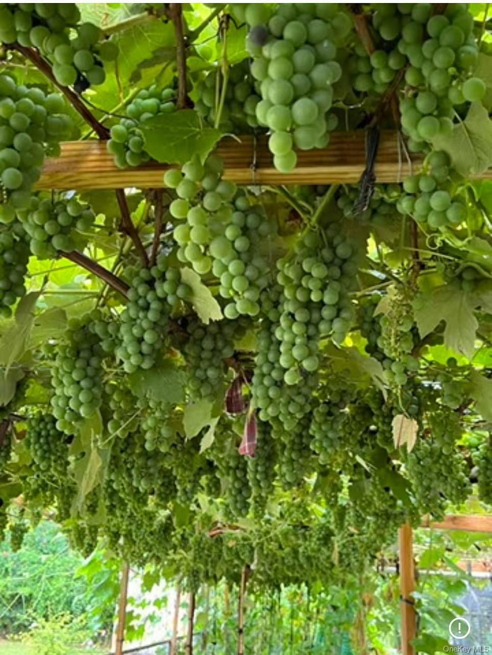 #13 photo, 35 Hicks Avenue, Syosset , NY 11791