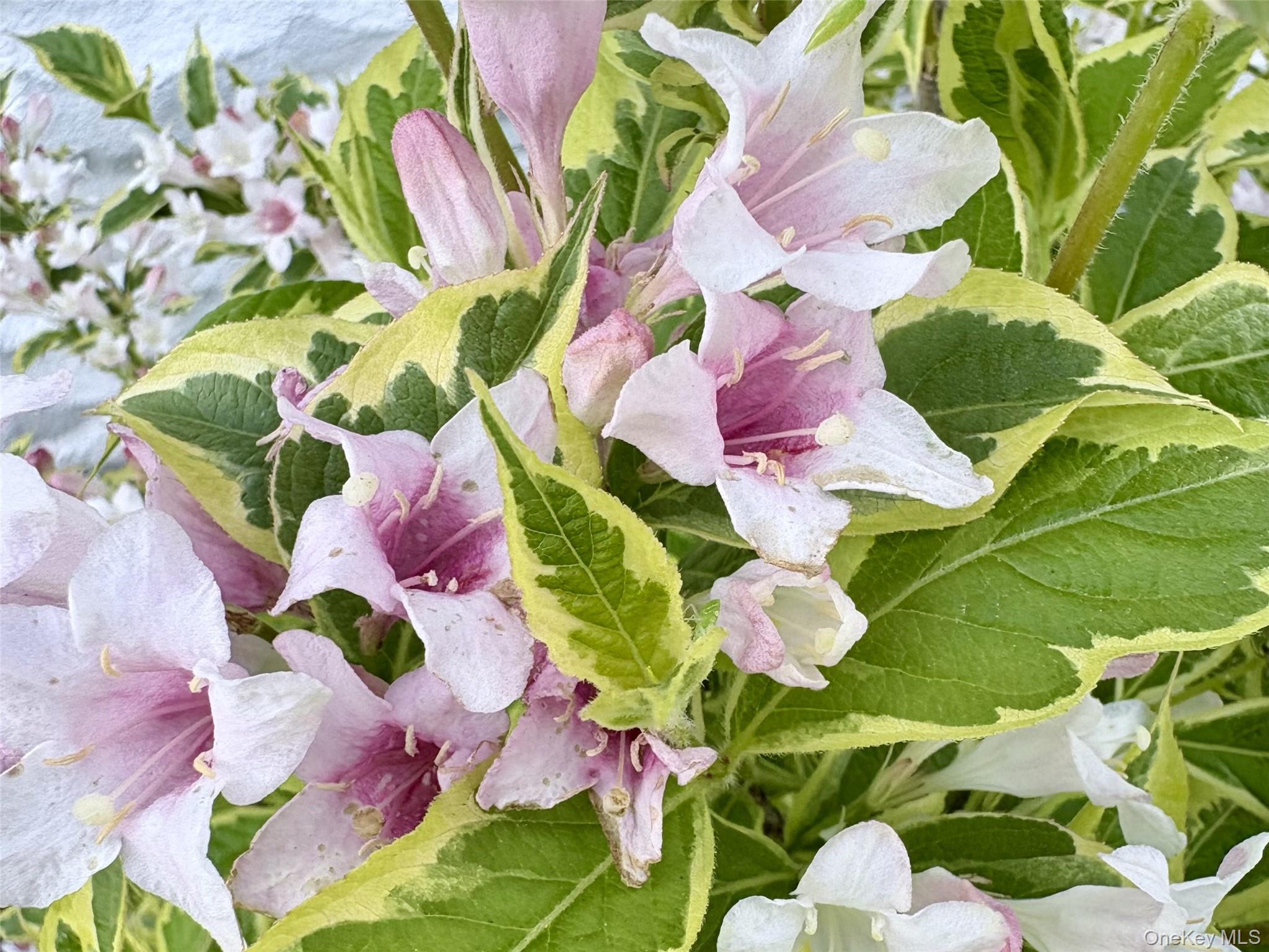 #2 photo, 8 Harper Avenue, 뉴욕주 Montrose , NY 10548