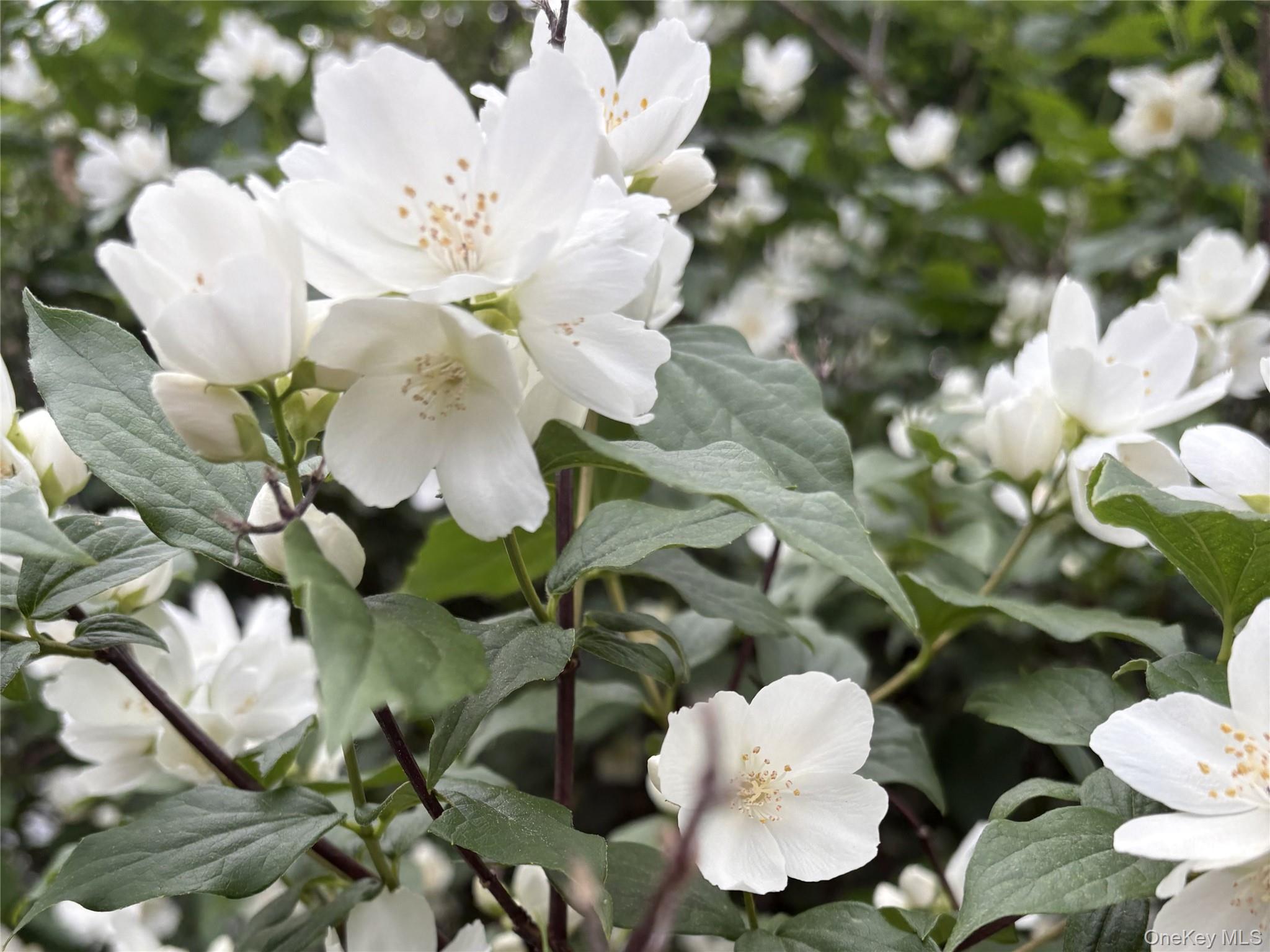 #4 photo, 8 Harper Avenue, 뉴욕주 Montrose , NY 10548