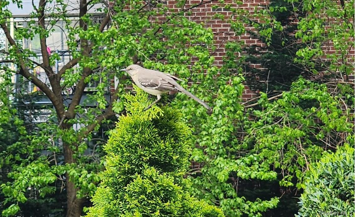 #10 photo, 61-35 98th Street, Rego Park , NY 11374