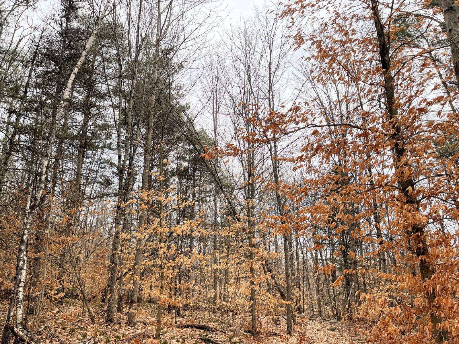 #30 photo, 00 Blackmer Road, Russell , NY 13684