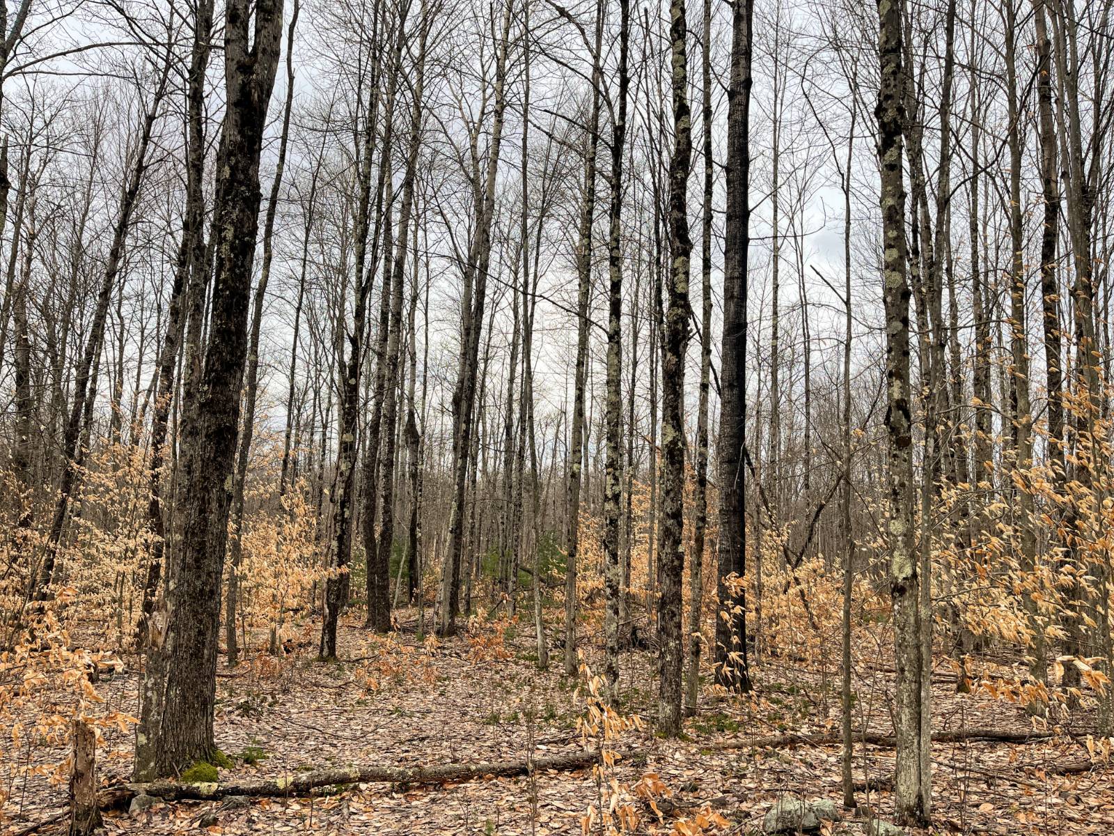 #31 photo, 00 Blackmer Road, Russell , NY 13684