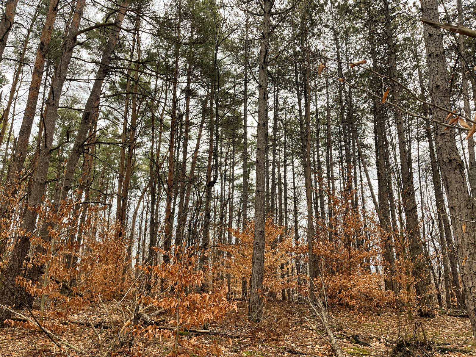 #34 photo, 00 Blackmer Road, Russell , NY 13684