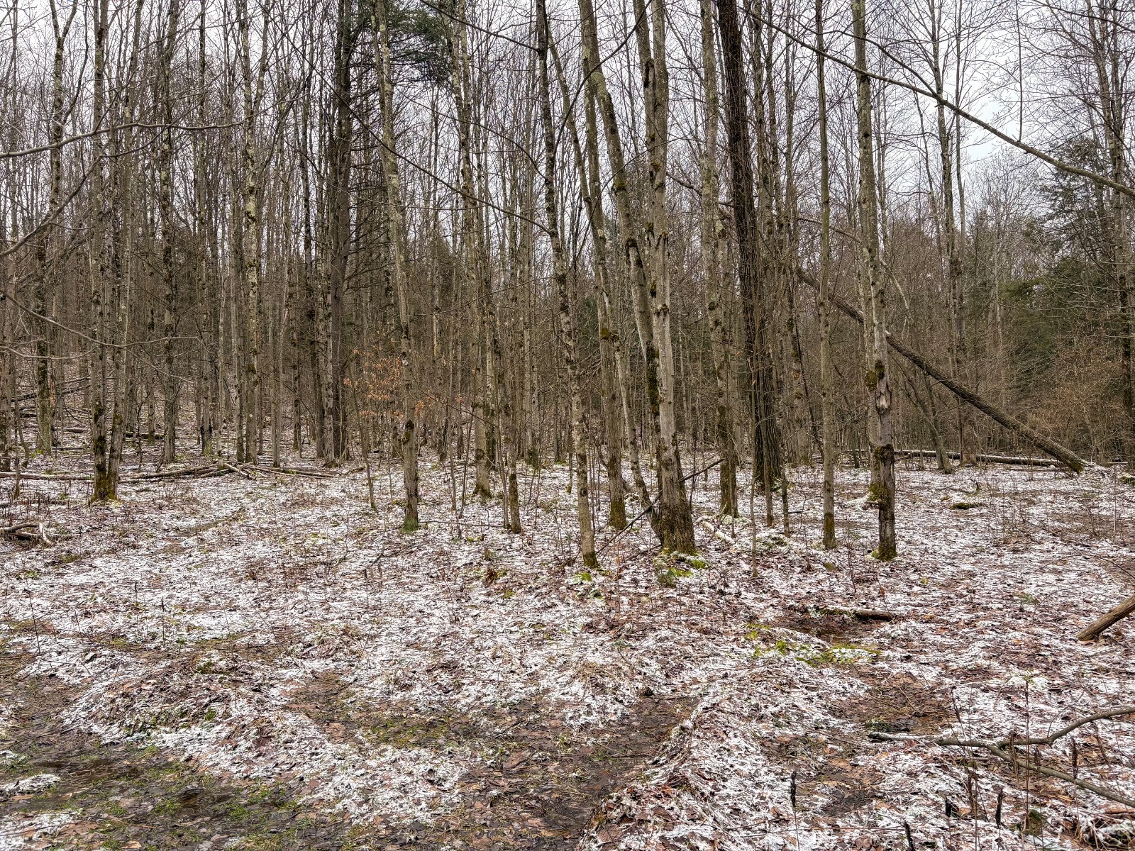 #14 photo, 154 Walker Rd, Nineveh , NY 13813