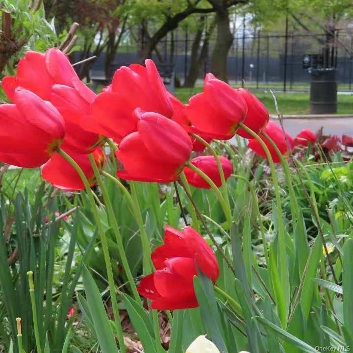 #14 photo, 4618 161st Street, Flushing , NY 11358