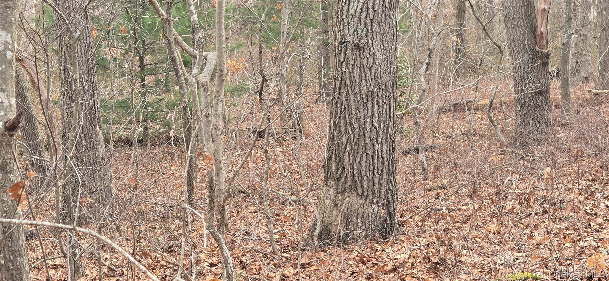 #4 photo, VL(1) Bedford Avenue, सफ़ोक काउंटी Mastic , NY 11950